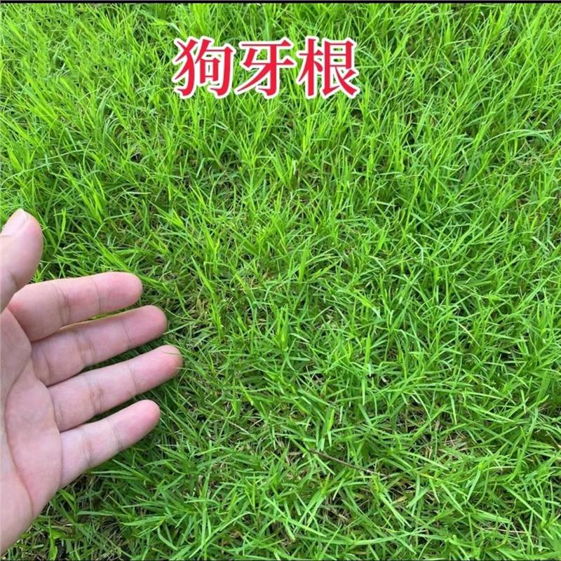 护坡狗牙根草籽耐热旱践踏