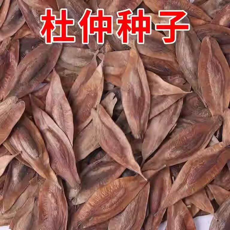 当年新采杜仲树籽中药材