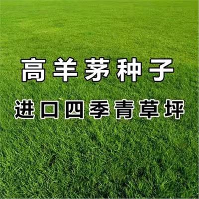 优质草坪种高羊茅子四季青