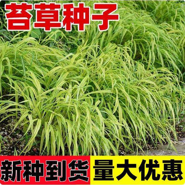 苔草种子四季常青籽绿薹多