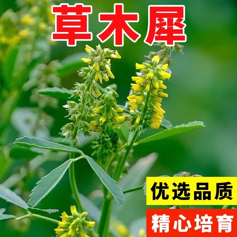 草木樨种子犀蜜源植物黄