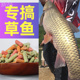 钓草鱼专攻饵料黑坑草鱼颗粒专用钓饵野钓专用打窝V料大物皮筋颗
