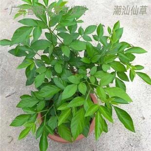 抹草苗仙草苗潮汕仙草三叶青苗盆栽绿植红花抹草家居婚嫁吉祥花草