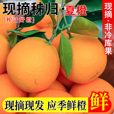 秭归伦晚脐橙多汁可口新鲜