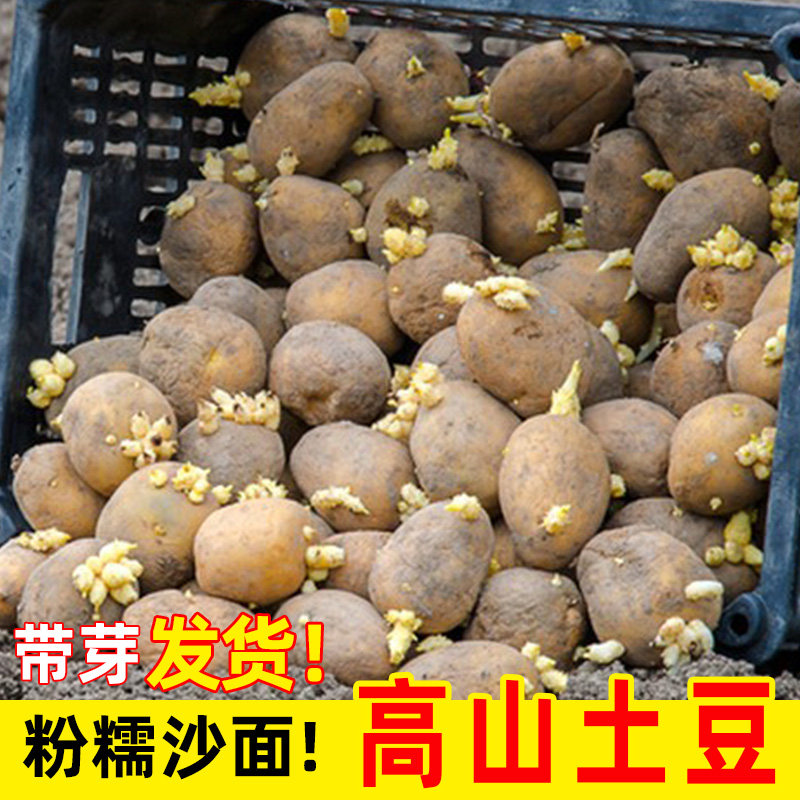 带芽发货老品种高产高山发芽土豆图片