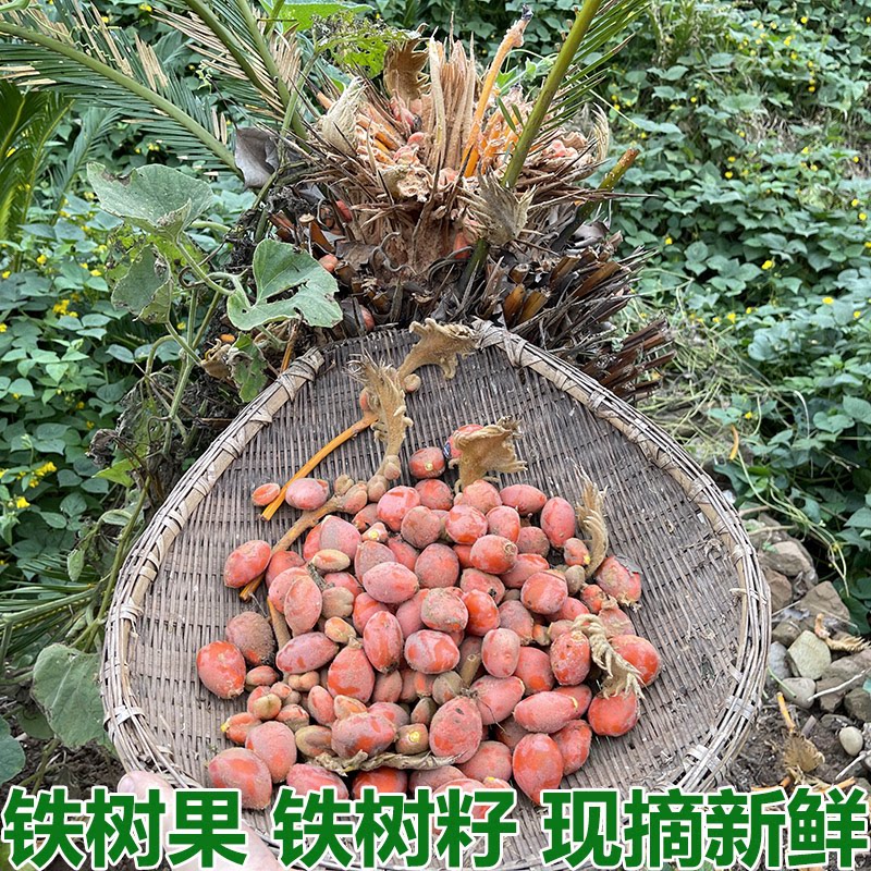铁树果铁树籽凤凰蛋苏铁果实 苏铁果籽铁树子花果 雄花雌果中药