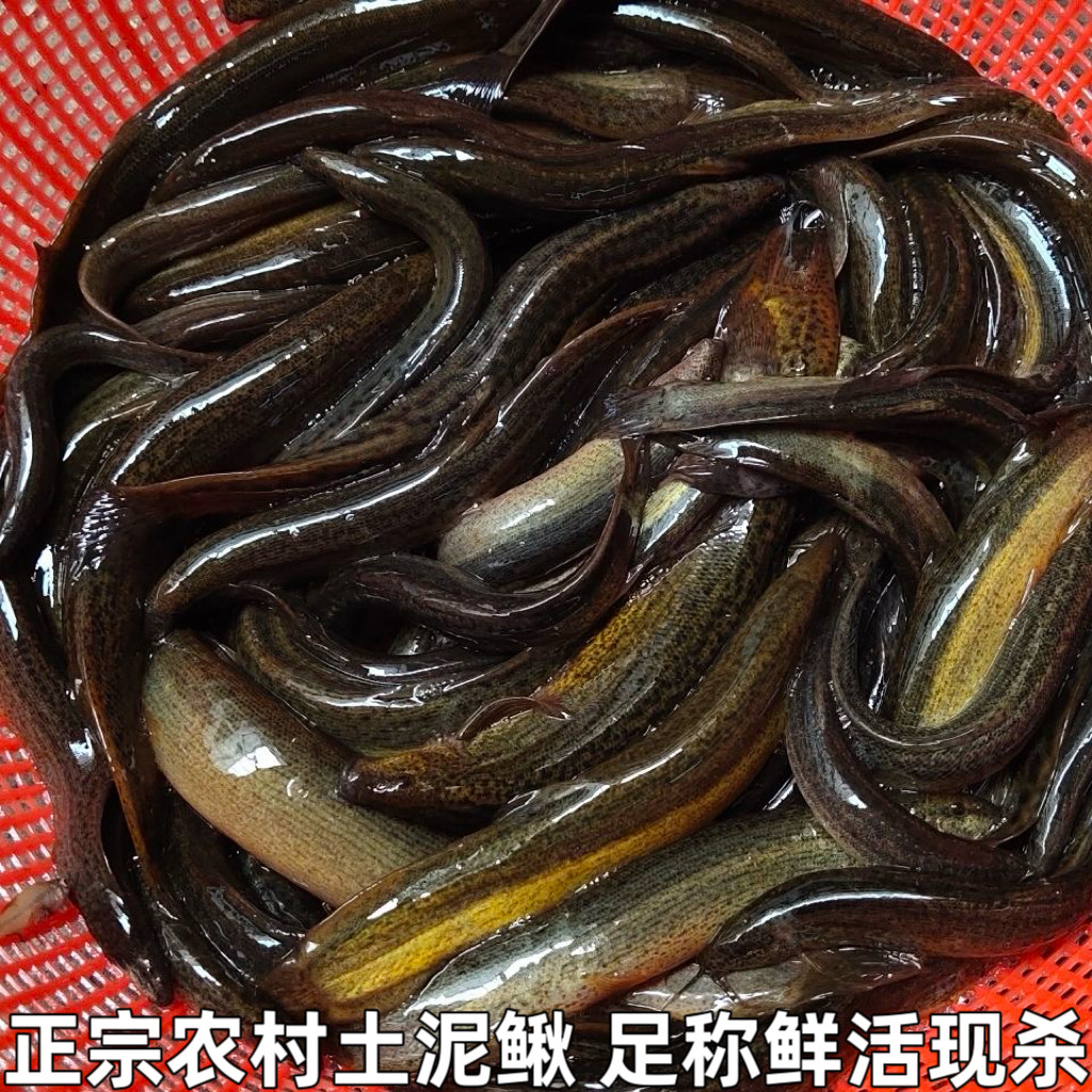 土泥鳅新鲜农村泥鳅鱼鲜活淡水青鳅黄板鳅鱼钓青鱼鳅土泥鳅包邮