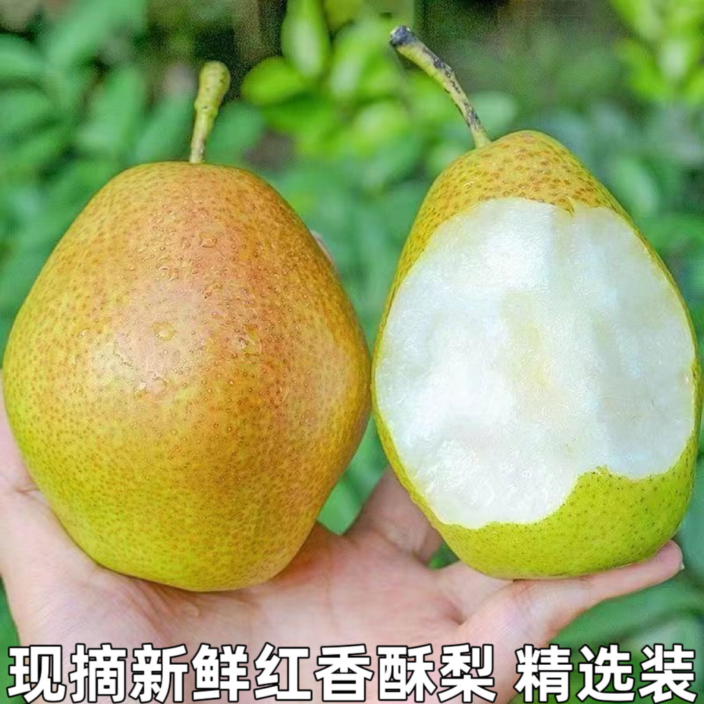 香梨梨子新鲜水果红香酥梨