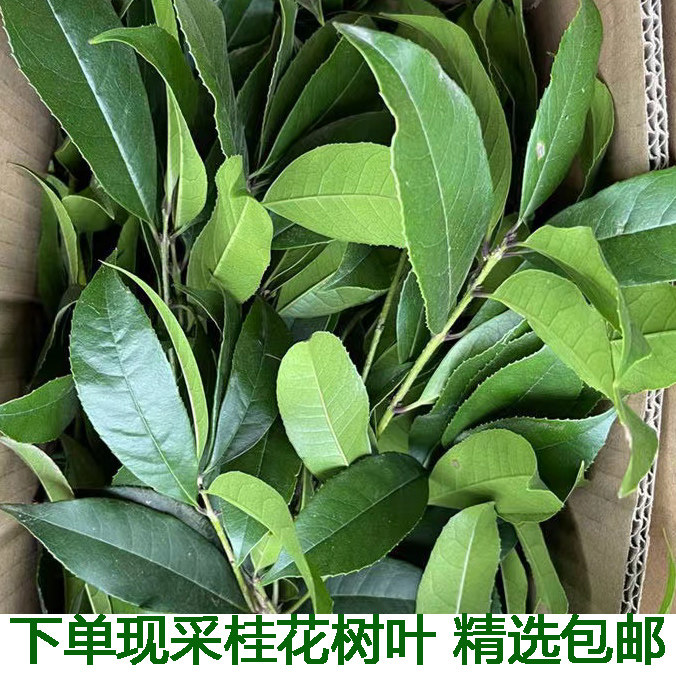 新鲜桂花树叶农产品500克 金桂叶银桂叶四季桂叶丹桂叶新鲜中药材