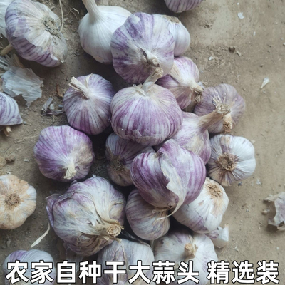 干大蒜头自种湖北宜昌大蒜蒜头干