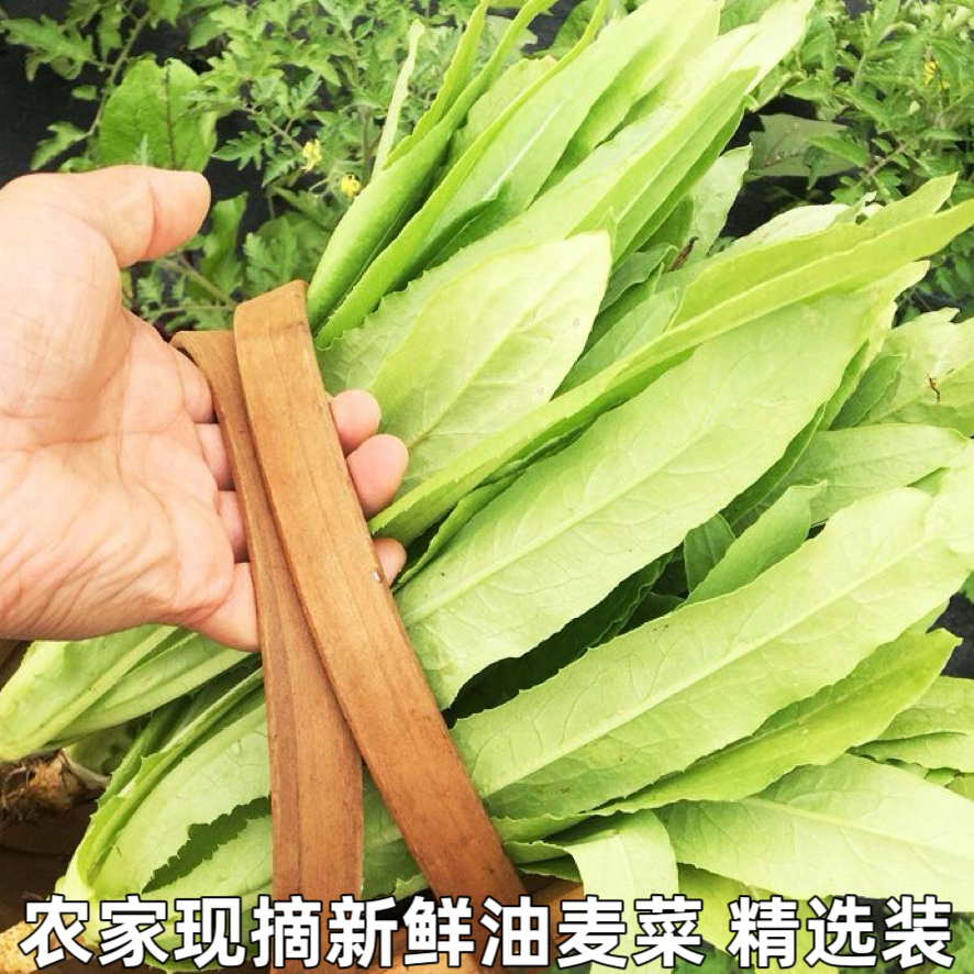 湖北农家自种油麦菜新鲜蔬菜时令绿叶菜火锅青菜沙拉健身笋尖包邮