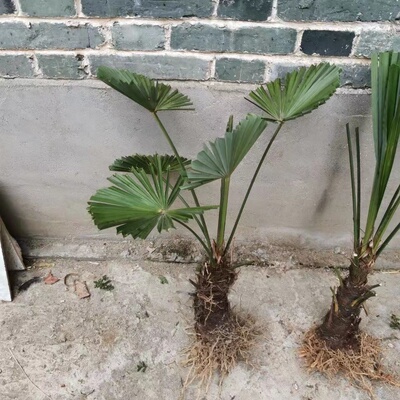 棕榈树棕榈好看别墅无野生绿植