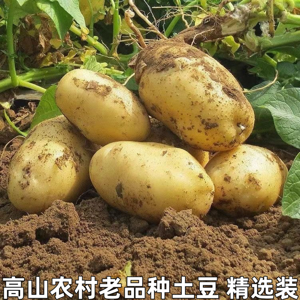 正宗恩施小土豆马尔科新鲜黄心小土豆粉糯马铃薯高山土豆烧烤洋芋
