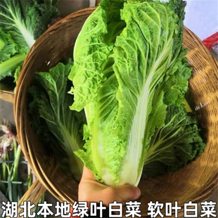 散叶白菜新鲜湖北本地青菜绿叶大白菜叶类菜软叶白菜新鲜软叶白菜