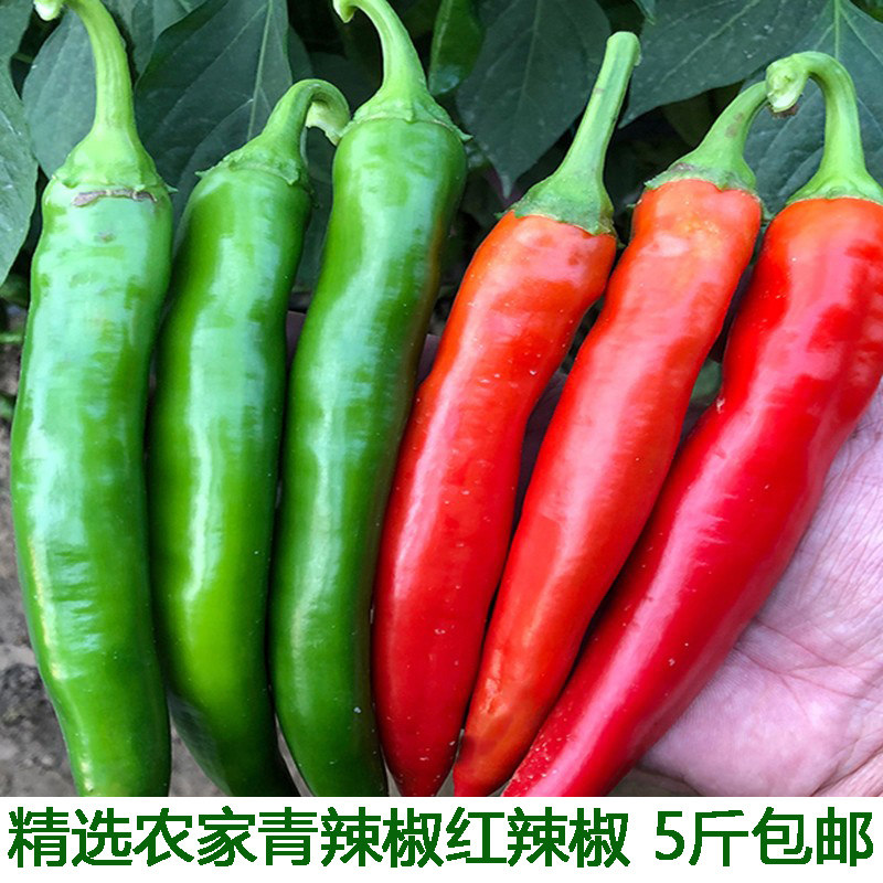湖北农家新鲜土辣椒红辣椒青辣椒 红尖椒青辣椒薄皮青杭椒红杭椒