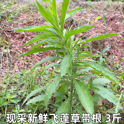 飞蓬草白马兰蒿千张草小飞蓬草