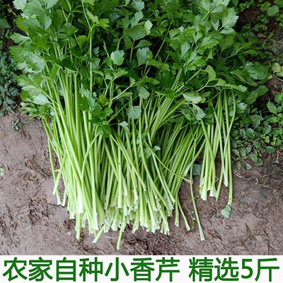 湖北农家菜现摘新鲜小芹菜根5斤西芹香芹青芹青菜蔬菜农村自种