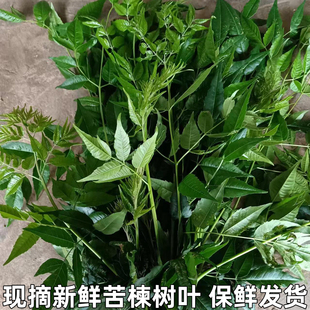 苦楝树叶新鲜苦练树皮苦楝树皮外用熬水苦练树现摘现发精选包邮
