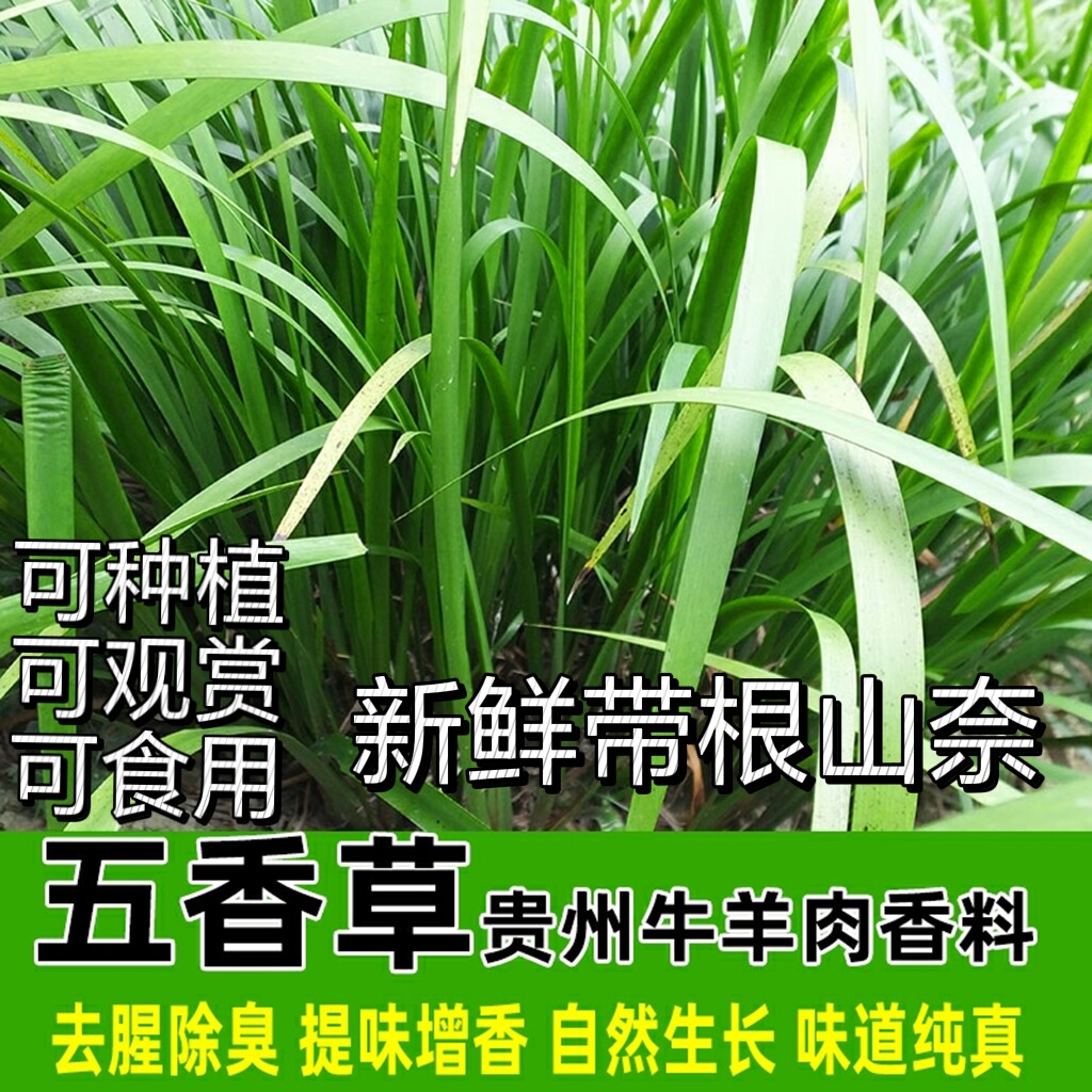 贵州特产新鲜山奈带根种植500g鱼香草鸡香草食用香料盆栽三奈