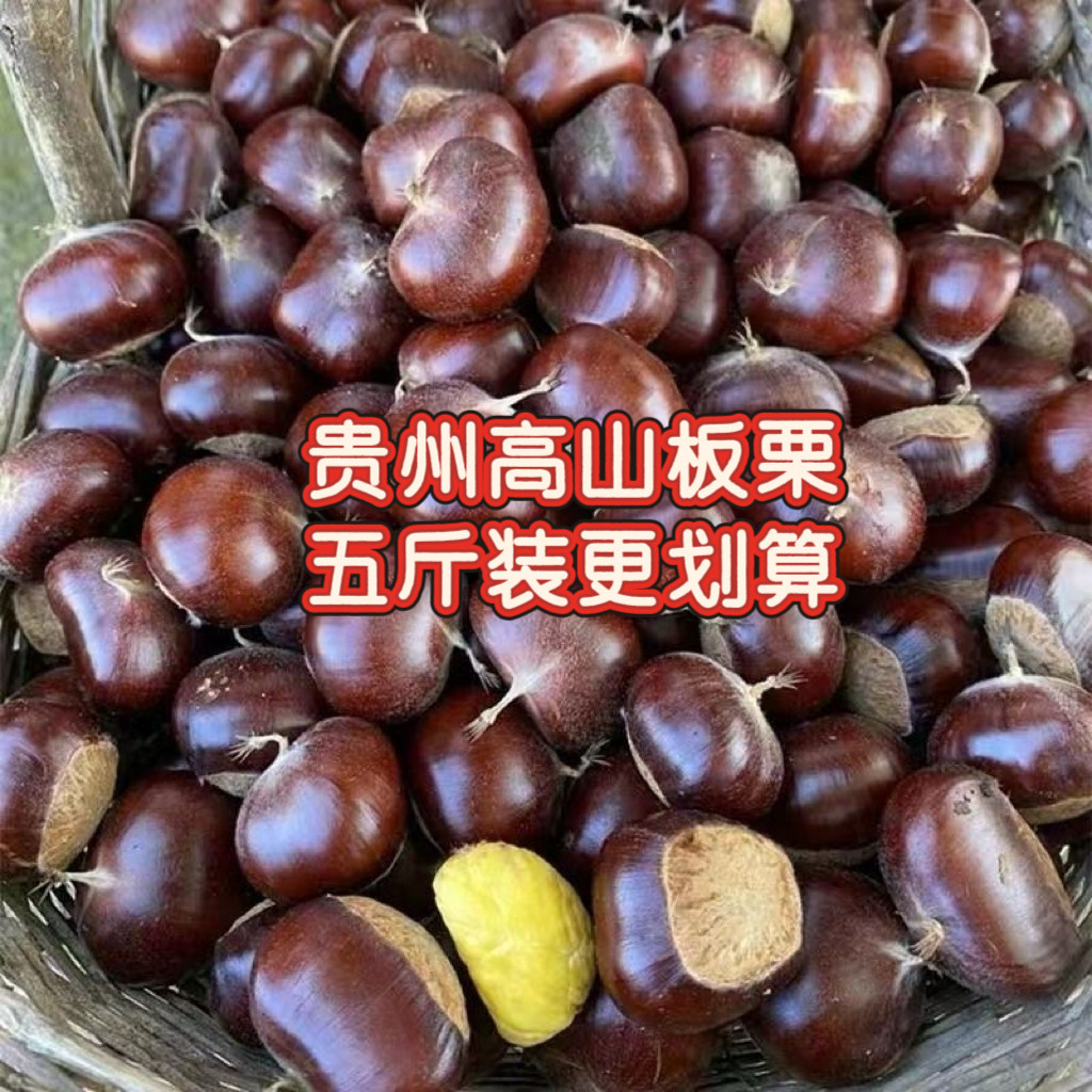 贵州特产高山板栗5斤装农家新鲜甜板栗生栗子香甜可口