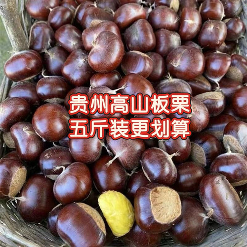 贵州特产高山板栗5斤装农家新鲜甜板栗生栗子香甜可口
