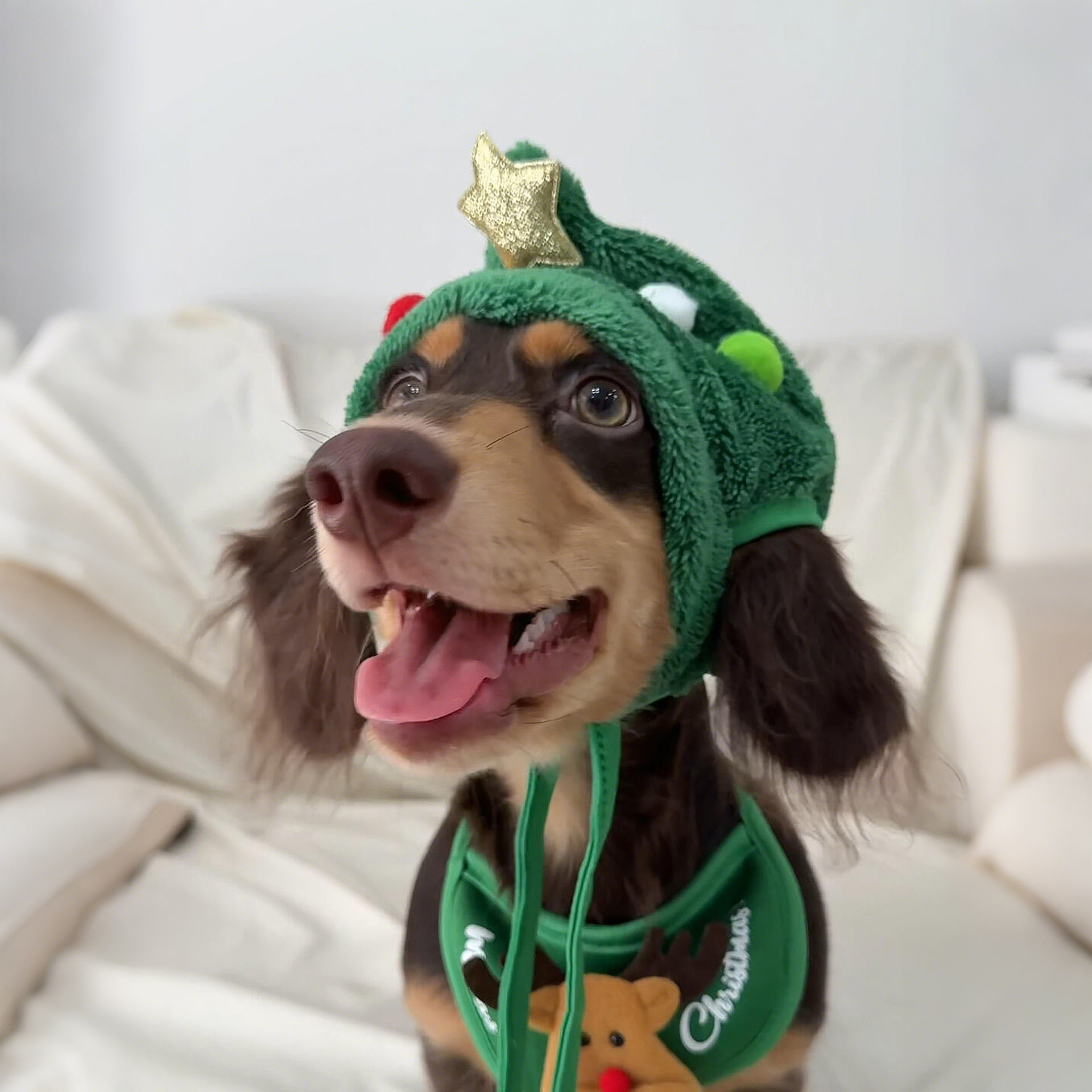 圣诞节狗狗帽子围脖两件套可漏耳朵卡通头套保暖cos服饰拍照道具