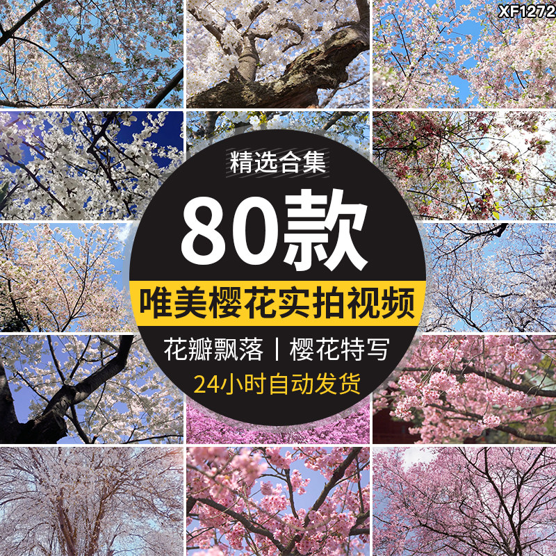 樱花树枝花海唯美浪漫花瓣飘飞春天风景粉色白色实拍空境视频素材
