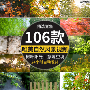 唯美意境空境头小清新春天芦苇自然风景写意树叶阳光实拍视频素材