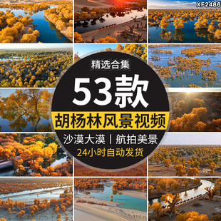 新疆塔里木胡杨林金黄色沙漠航拍秋景自然风景观旅游高清视频素材