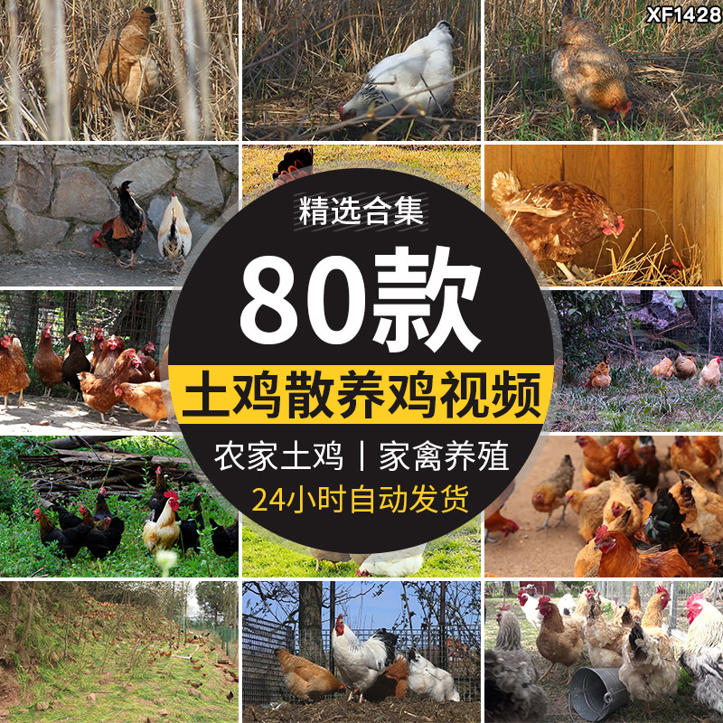 土鸡大红公鸡家禽养殖农家农村散养鸡场草鸡走地鸡老母鸡视频素材