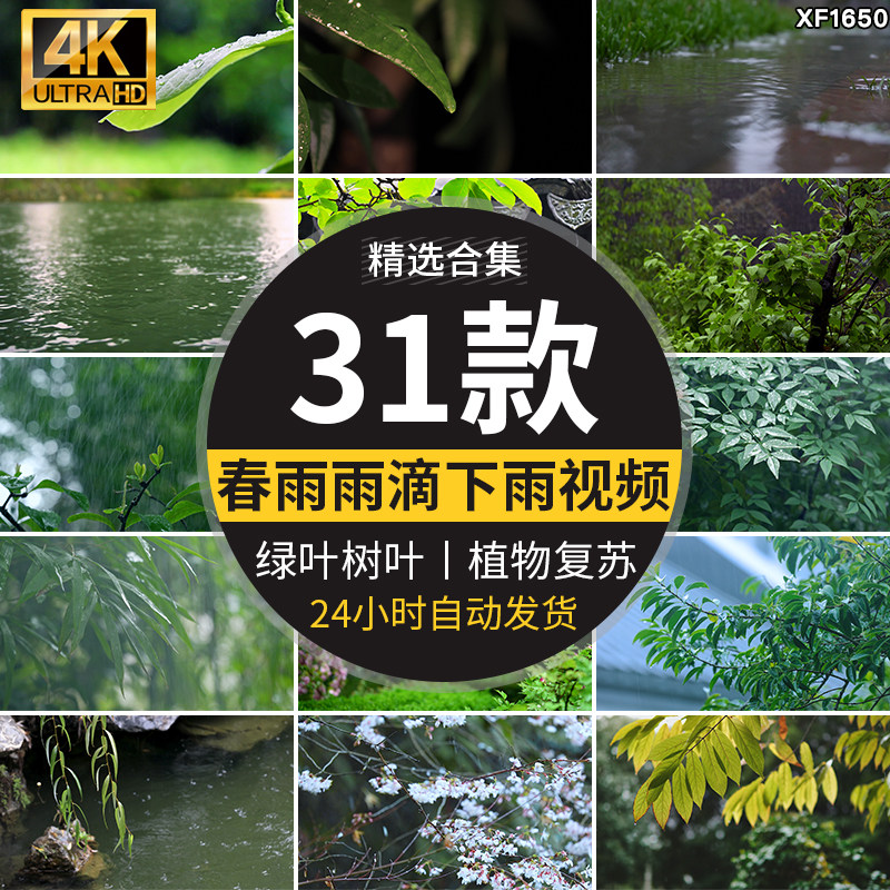 春雨雨滴下雨树叶绿叶清新绿色植物叶子雨水唯美意境春天视频素材
