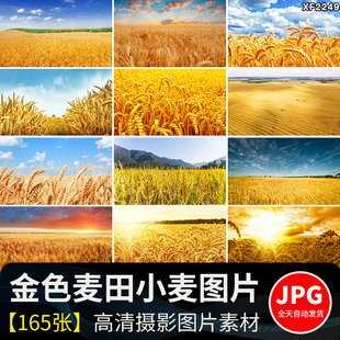 金色麦田草垛收割丰收小麦麦穗麦浪水稻田地农田自然风景图片素材