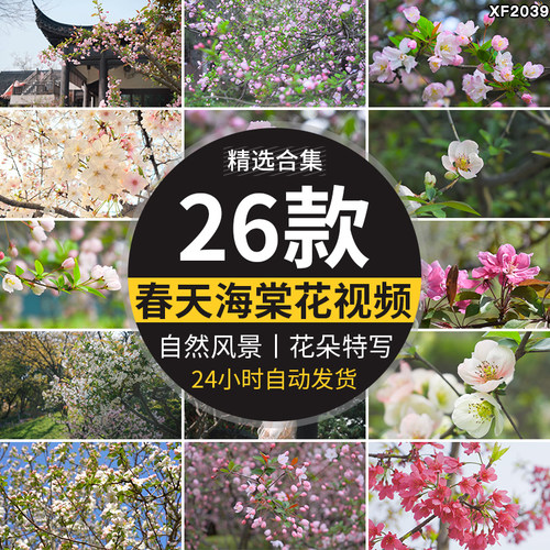 春天海棠花朵盛开绽放春季植物自然风景开花特写高清实拍视频素材