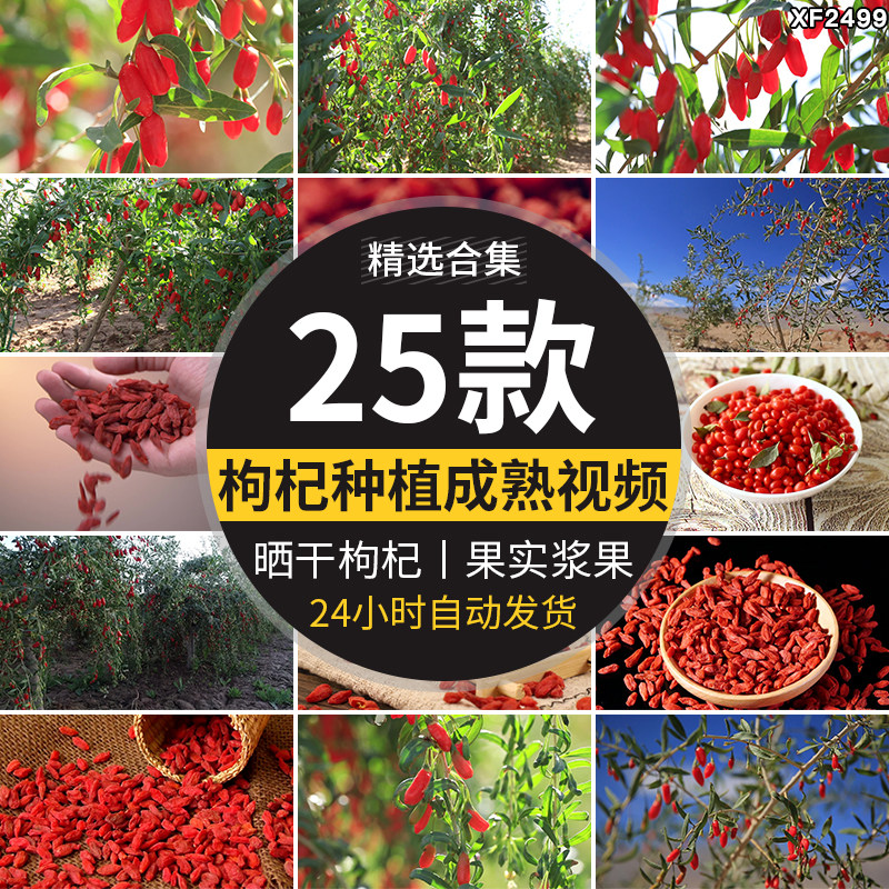 枸杞子种植收获丰收晾晒干枸杞滋补浆果特写枸杞树实拍短视频素材