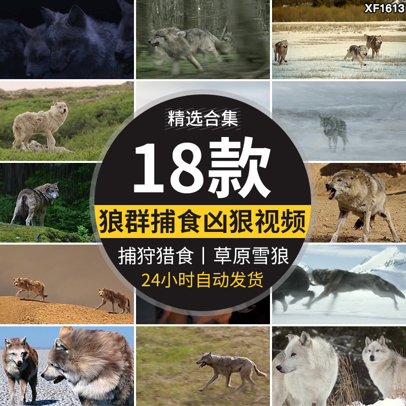 狼群捕猎捕食月色凶狠狼王狩猎呲牙雪地苍狼生态动物实拍视频素材