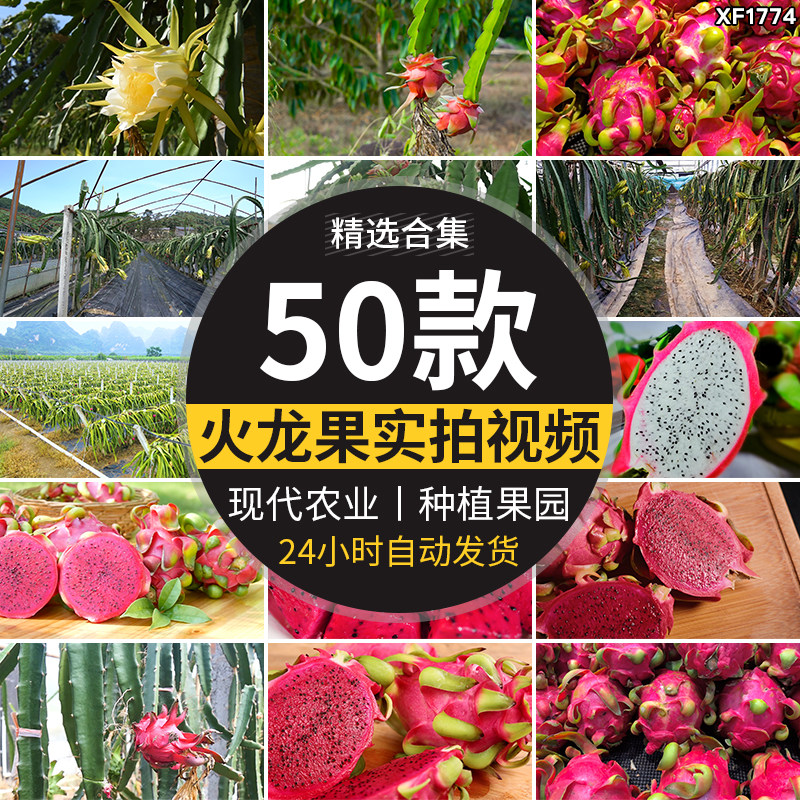 火龙果花朵农业种植园红心果肉火龙果树果实热带水果实拍视频素材