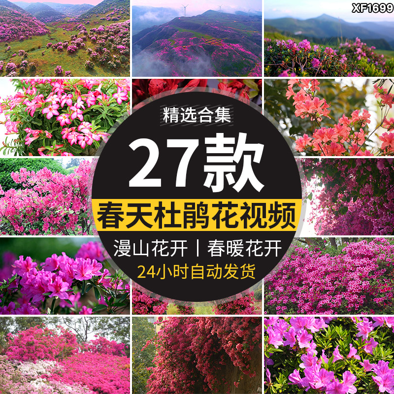唯美杜鹃花盛开映山红春暖花开漫山高山春天满山花海实拍视频素材图片