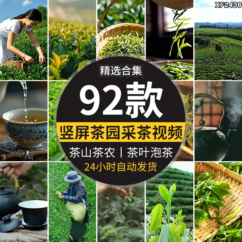 竖屏茶山茶园采茶绿茶茶农采摘采茶道茶叶冲泡茶文化实拍视频素材