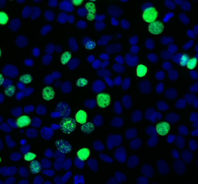 E-Click EdU细胞增殖流式检测试剂盒（绿色，Elab Fluor® 488）