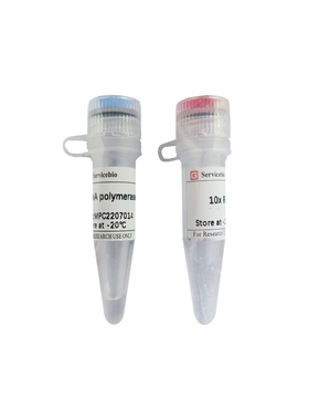 Servicebio DNA聚合酶I(E.coli),DNA polymerase I (E.coli),500U