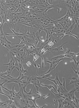 MDCK细胞培养基套装  狗肾细胞培养基套装 种属鉴定正确,贴壁细胞