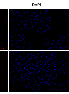 E-Click EdU细胞增殖成像检测试剂盒（红色，Elab Fluor® 647）