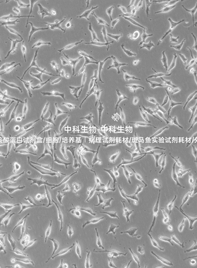 小鼠成纤维细胞L-929培养基套装NCTC clone 929(L929)STR鉴定正确