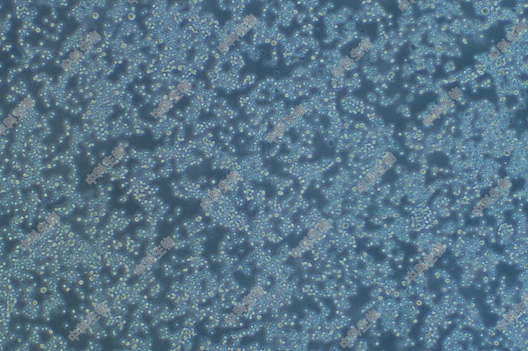 果蝇胚胎细胞S2,细胞专用培养基,Schneider's果蝇细胞培养基,科研