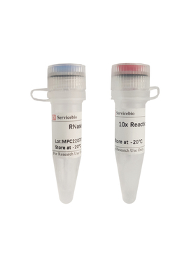 Servicebio 核糖核酸酶H（E.coli），RNase H，G3417-100U，100U