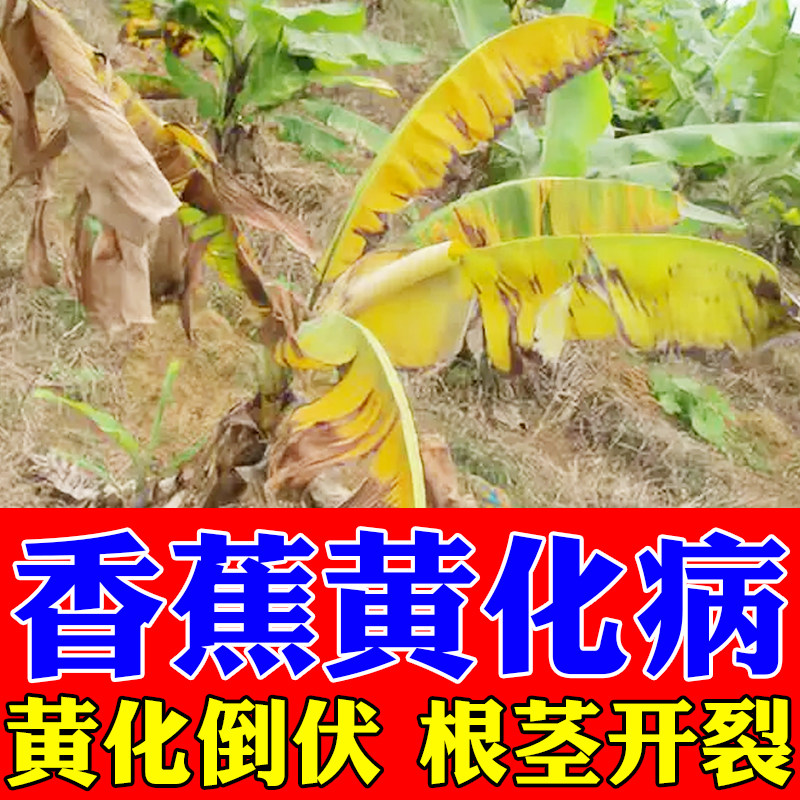 【十年不黄化】香蕉专用农药黄叶枯萎黄斑落花落果增产快速专绿药