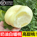 山东蒙阴奶油潘桃应季 白油蟠桃新鲜水果整箱当季 孕妇水果扁脆桃