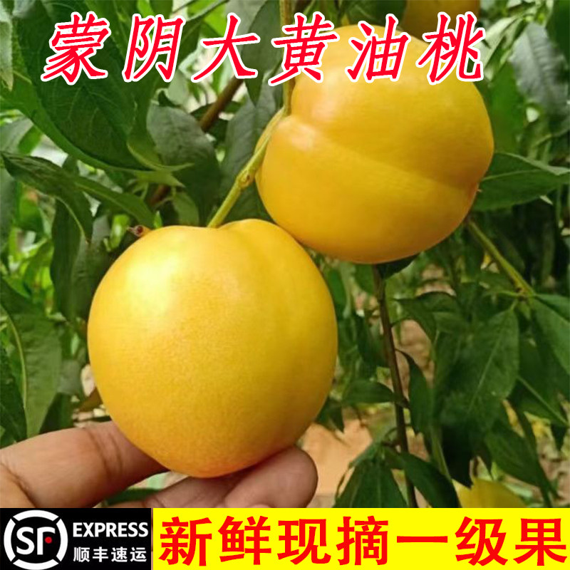 蒙阴黄油桃黄金油桃新鲜水果当季整箱应季桃子新鲜脆桃黄心黄桃