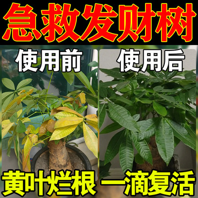 发财树黄叶枯叶烂根专用药急救黑斑叶斑黄斑枯萎烂根专用营养液