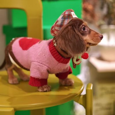 猫咪宠物中小型狗狗衣服泰迪比熊柯基秋冬装雪纳瑞法斗博美毛衣